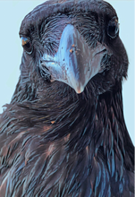 Load image into Gallery viewer, Andy Blue