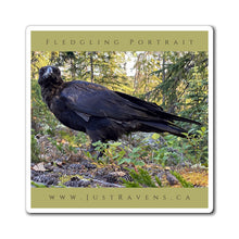 Load image into Gallery viewer, 'Fledgling Portrait #8' Magnet