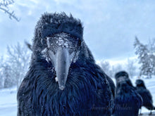 Load image into Gallery viewer, The Queue