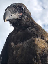 Load image into Gallery viewer, Fledgling Portrait 2019