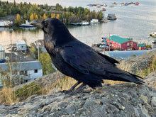 Load image into Gallery viewer, Watching the Sunrise