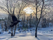 Load image into Gallery viewer, Quiet Flight