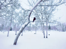 Load image into Gallery viewer, White Silence