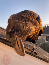 Load image into Gallery viewer, 2020 Fledgling Portrait #1