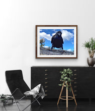 Load image into Gallery viewer, 2020 Fledgling Portrait #6