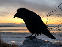 Load image into Gallery viewer, Early Bird