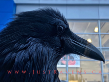 Load image into Gallery viewer, City Bird