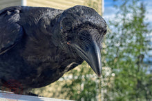 Load image into Gallery viewer, 2020 Fledgling Portrait #10