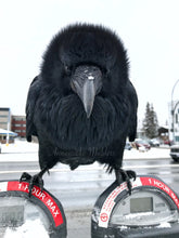 Load image into Gallery viewer, One Hour Max