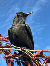 Load image into Gallery viewer, Autumn Raven