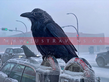 Load image into Gallery viewer, Waiting