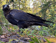 Load image into Gallery viewer, 2020 Fledgling Portrait #8
