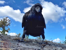 Load image into Gallery viewer, 2020 Fledgling Portrait #6