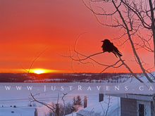 Load image into Gallery viewer, Sebastian at Dawn