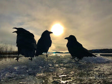 Load image into Gallery viewer, Ravens on Ice
