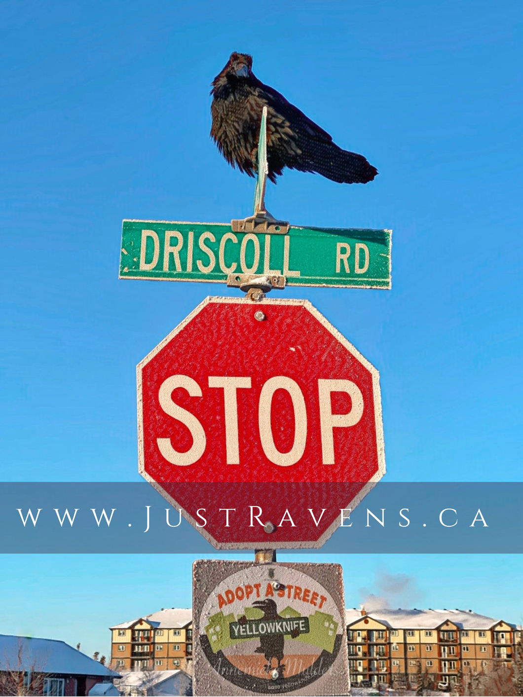 Driscoll Road